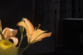 [Q06]花写真