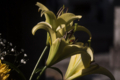 [Q06]花写真