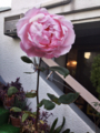 花写真