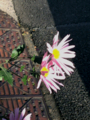 花写真