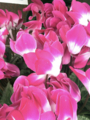 花写真