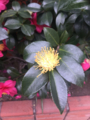 花写真