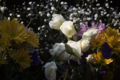 [Q06]花写真