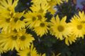 [Q06]花写真