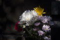 [Q06]花写真