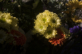 [Q06]花写真