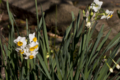 [Q06]花写真