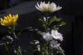 [Q06]花写真