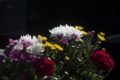 [Q06]花写真