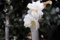 [Q06]花写真