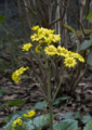 [Q06]花写真