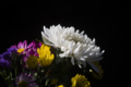 [Q06]花写真