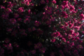 [Q06]花写真