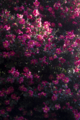[Q06]花写真