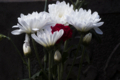[Q06]花写真