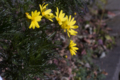 [Q06]花写真