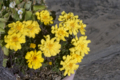 [Q06]花写真