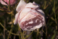 [Q06]花写真