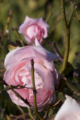 [Q06]花写真