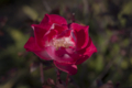 [Q06]花写真