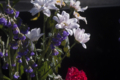 [Q06]花写真