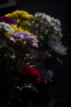 [Q06]花写真