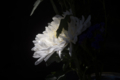 [Q06]花写真