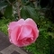 花写真