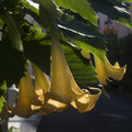 [Q06]花写真