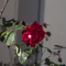 花写真