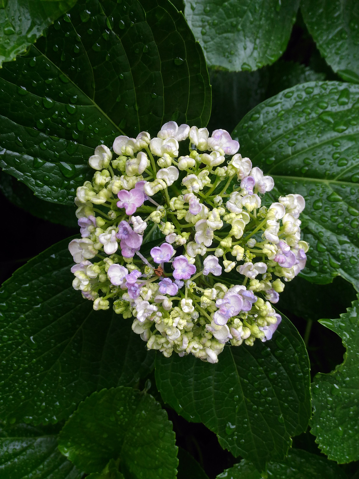 花写真