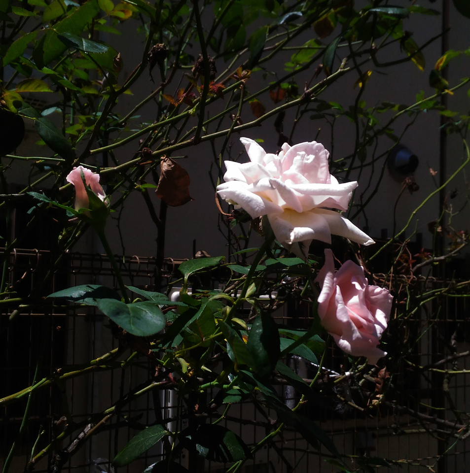 花写真