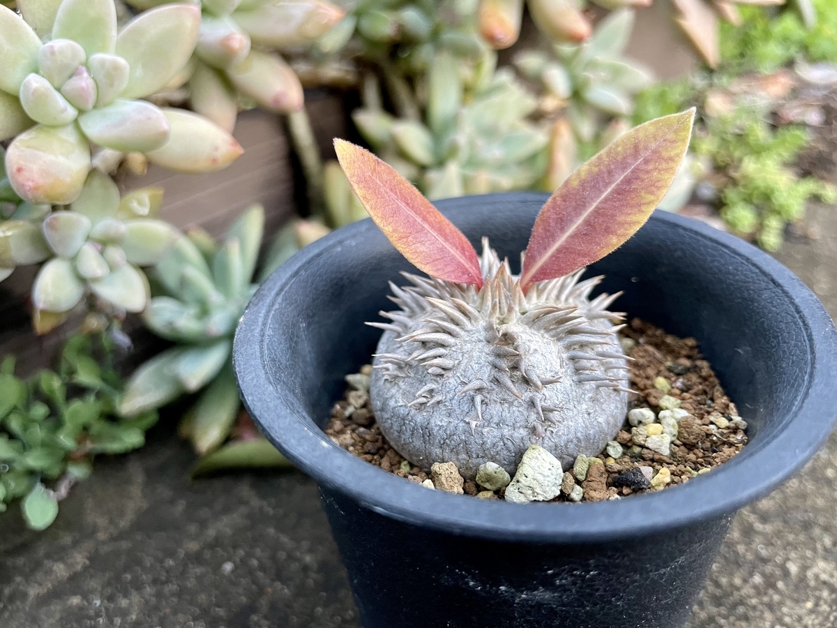 血斑入りアリエル 韓国苗 葉挿し 多肉植物 血しぶき 【公式通販】