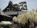 葛井寺の藤棚