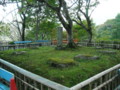 長谷寺・三重塔址