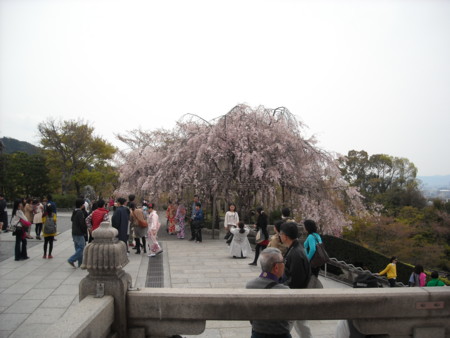 清水寺のしだれ桜