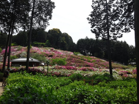 三室戸寺のツツジ