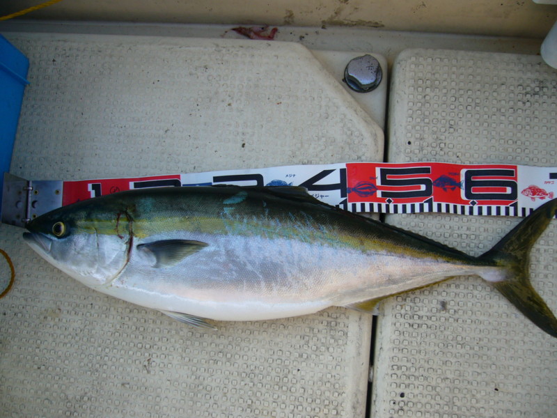 f:id:funaoka77:20100502163158j:image f:id:funaoka77:20100502163158j:image