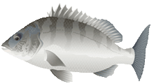f:id:funaoka77:20100718112508g:image f:id:funaoka77:20100718112508g:image