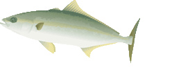 f:id:funaoka77:20100718113309g:image f:id:funaoka77:20100718113309g:image