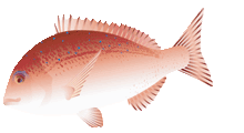 f:id:funaoka77:20100718113832g:image f:id:funaoka77:20100718113832g:image