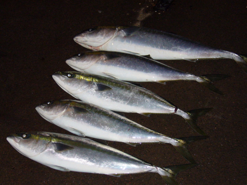 f:id:funaoka77:20110521191956j:image