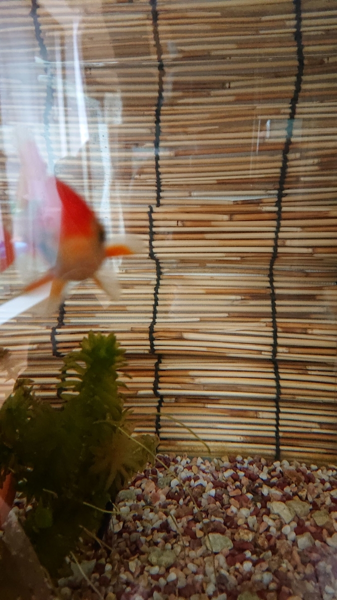 f:id:funaosarasa:20190717134713j:plain