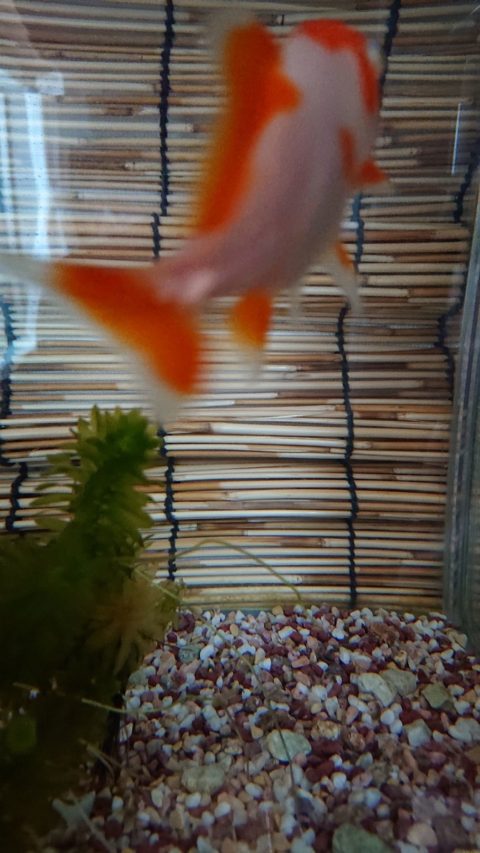 f:id:funaosarasa:20190717134822j:plain