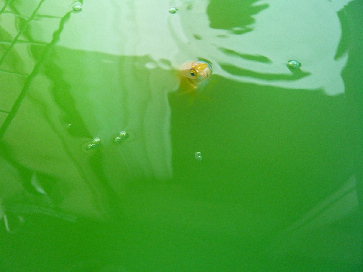 f:id:funaosarasa:20190718150228j:plain f:id:funaosarasa:20190718150228j:plain