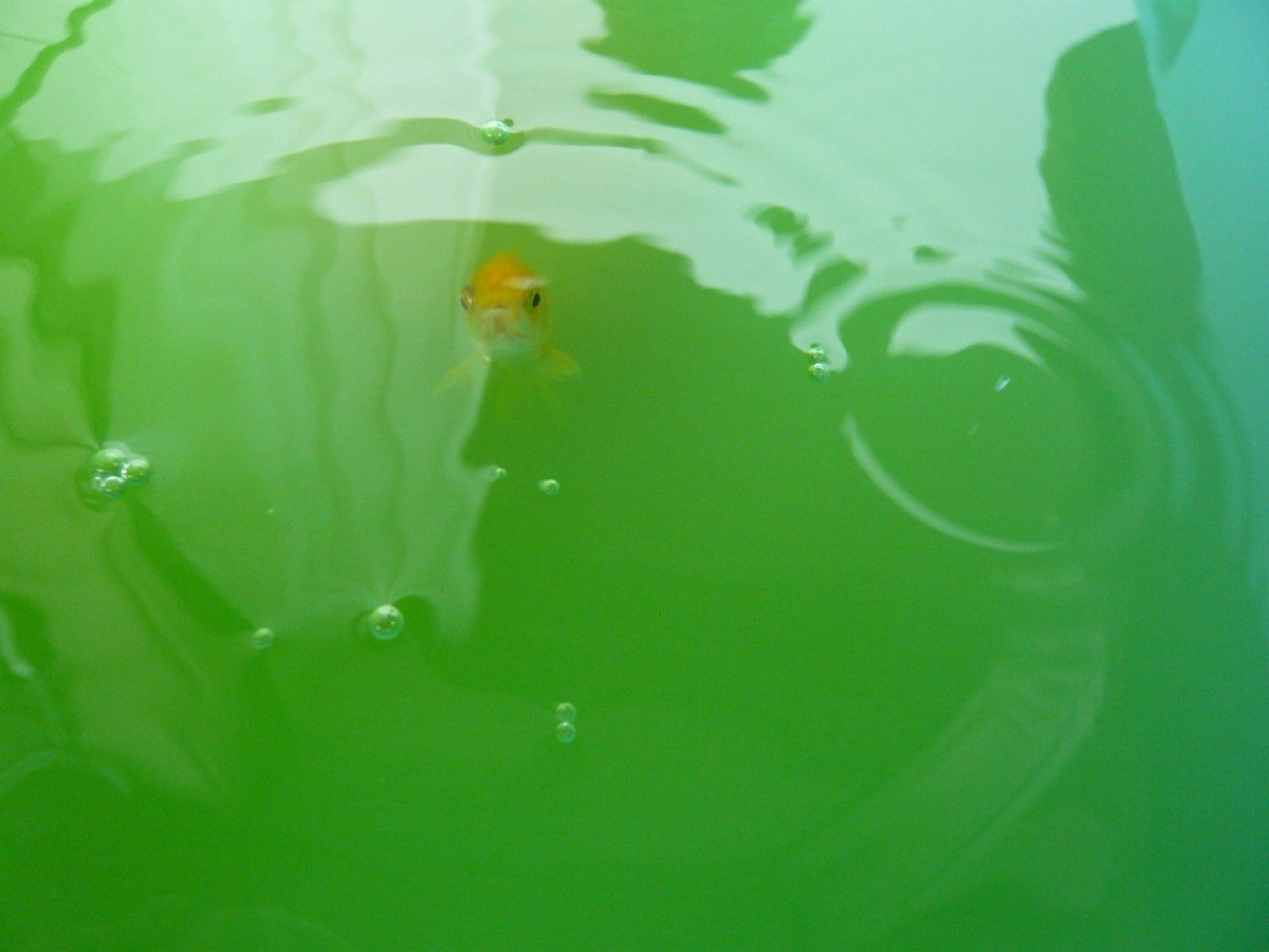 f:id:funaosarasa:20190718150251j:plain f:id:funaosarasa:20190718150251j:plain