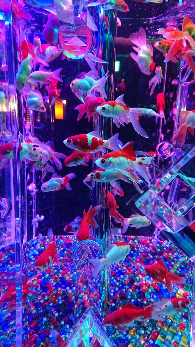 f:id:funaosarasa:20190721144246j:plain