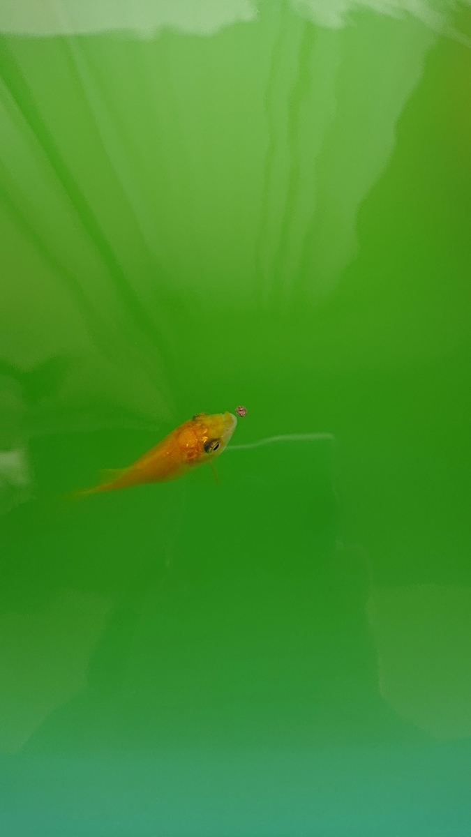 f:id:funaosarasa:20190725135837j:plain