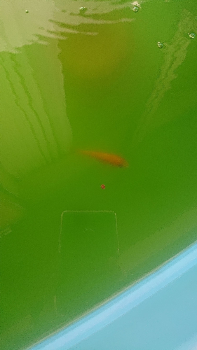 f:id:funaosarasa:20190725135858j:plain