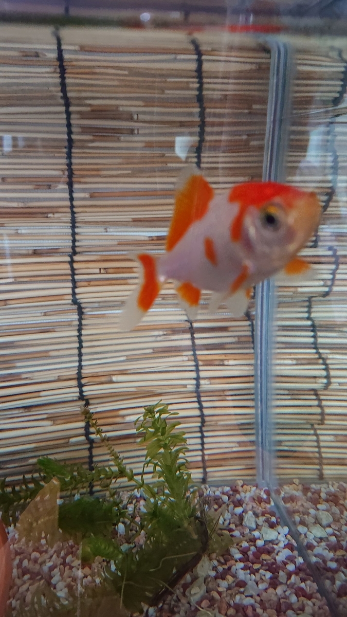 f:id:funaosarasa:20190726142917j:plain